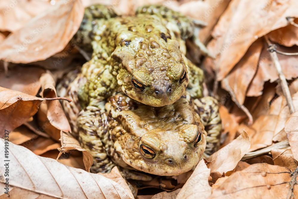 Naklejka premium Common toad on the ground