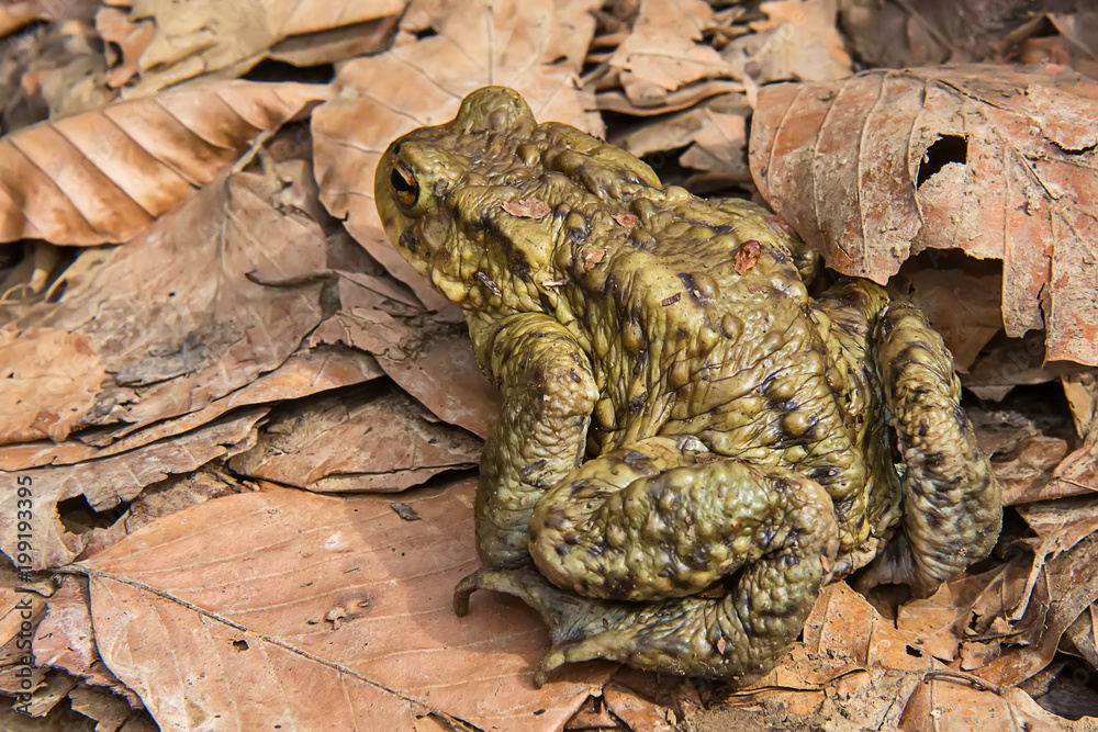 Naklejka premium Common toad on the ground