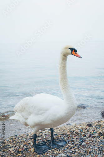 White swan standing on the beach of sea.