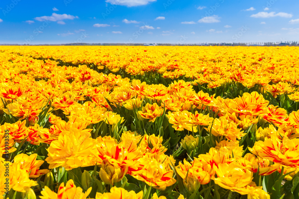 Yellow flowers filed at spring in the Netherlands