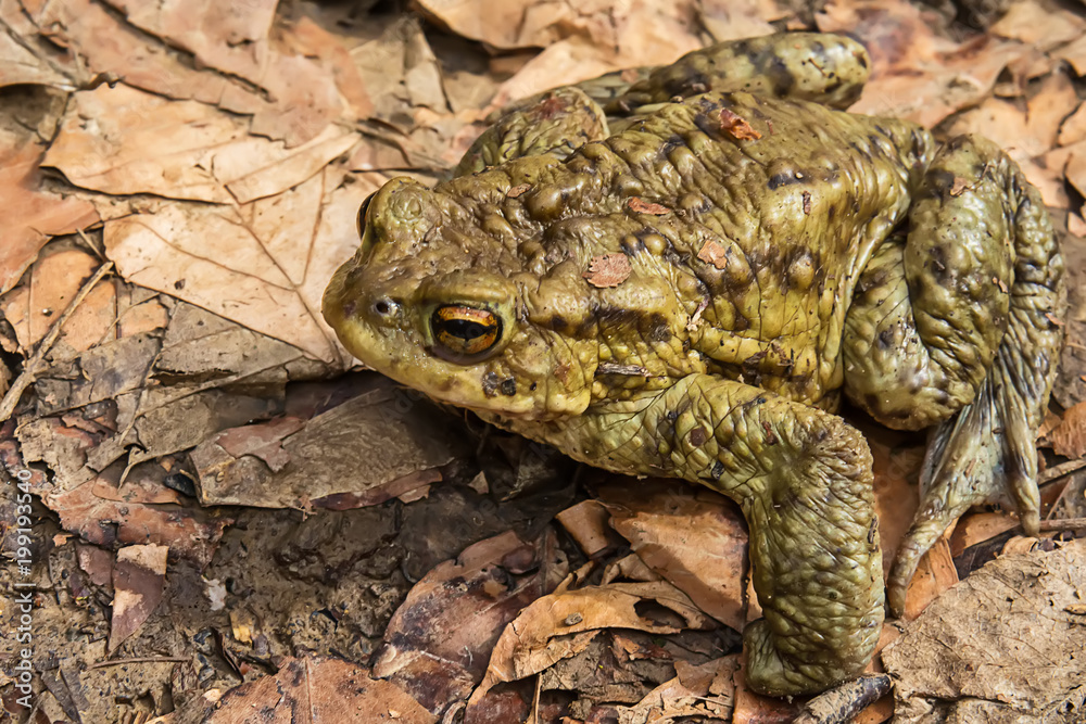 Naklejka premium Common toad on the ground