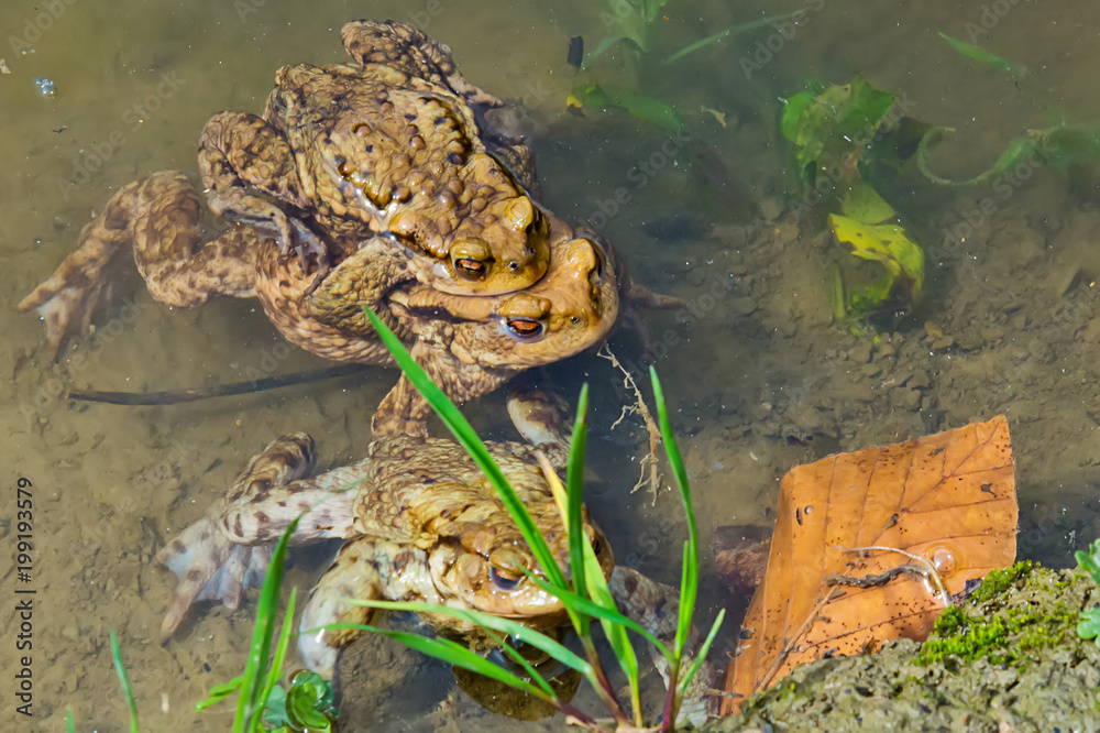 Naklejka premium Common toad in the water