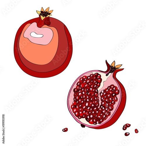 Vector illustration. Pomegranate, cut garnet, half a pomegranate, garnet berries.