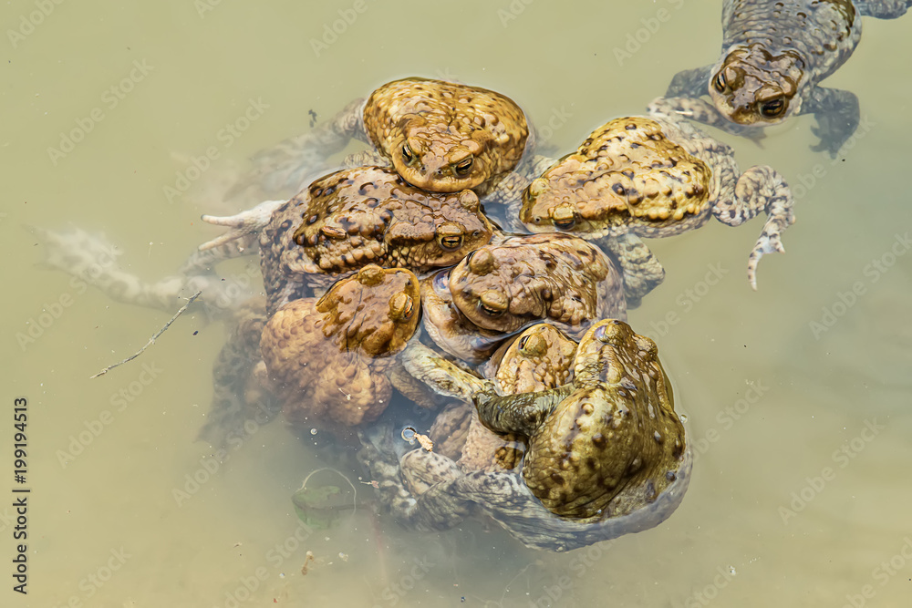 Naklejka premium Common toad in water