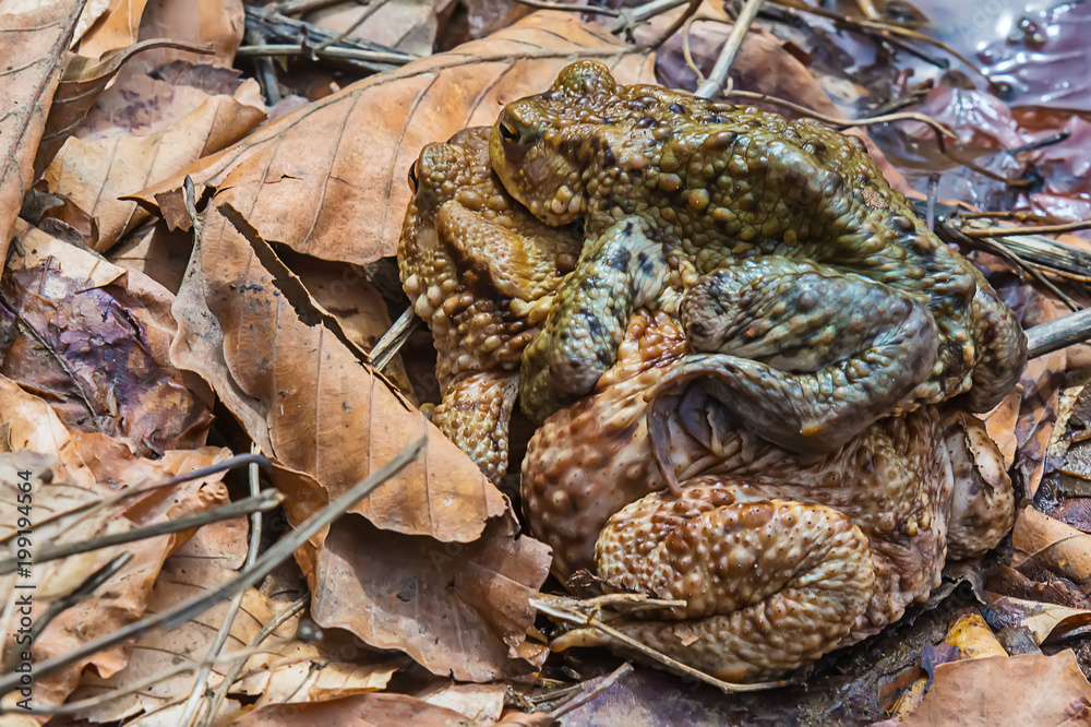 Naklejka premium Common toad on the ground