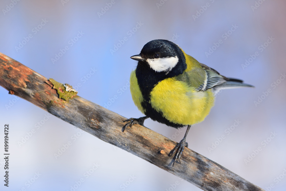 Great tit sits on a branch without bark (blue background, very close). Great tit sits on a branch without bark (blue background, very close).