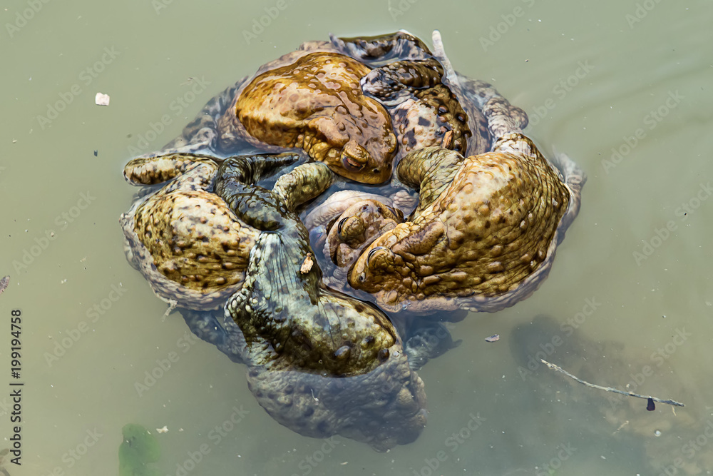 Naklejka premium Common toad in water
