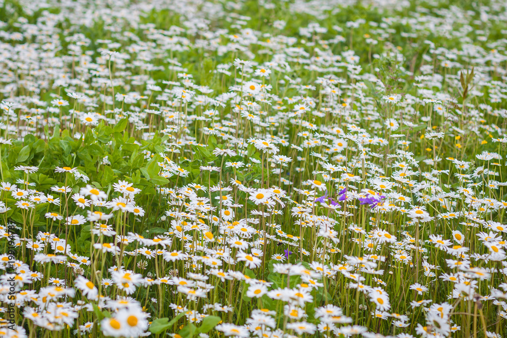 Fototapeta premium A field of wild white blooming daisies, summer countryside background