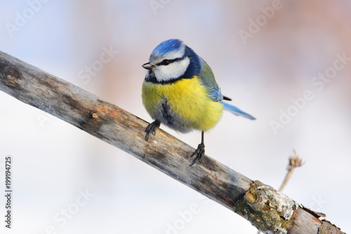 Blue tit sits on an old branch: very close, can see every feather, glare in the eye. © ihelg