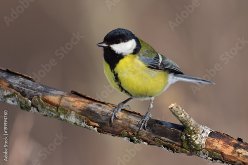 Great tit sits on an old branch: very close, can see every feather, glare in the eye.