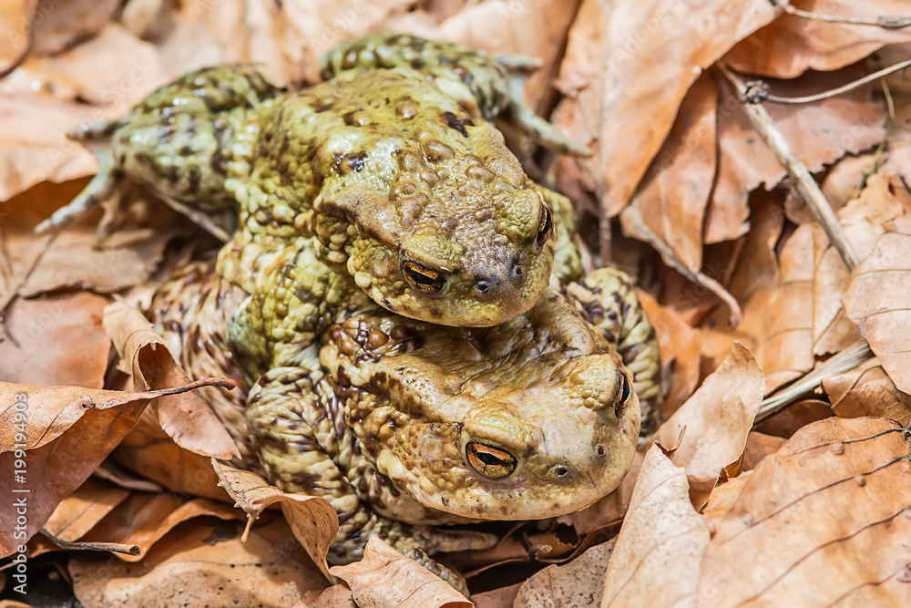 Naklejka premium Common toad on the ground