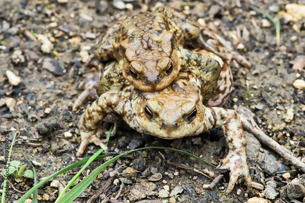 Naklejka premium Common toad on the ground