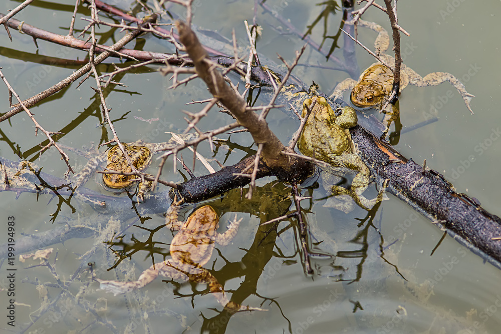 Naklejka premium Common toad in the water