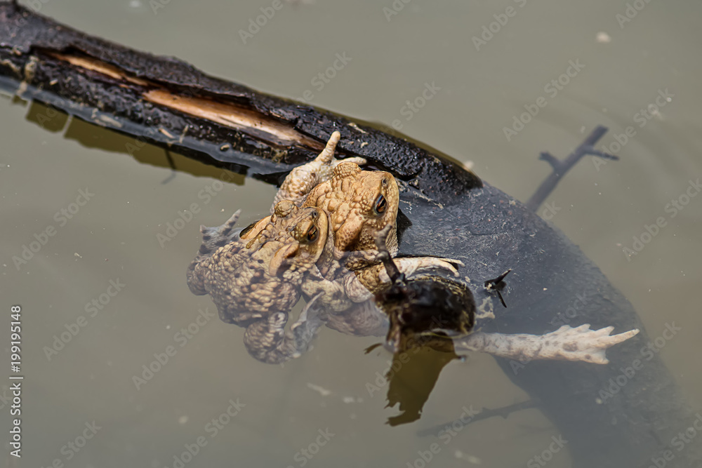 Naklejka premium Common toad in the water