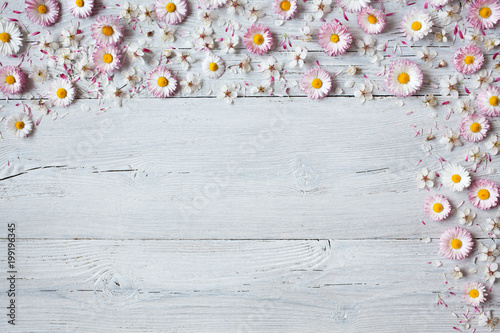 Background with daisies and blooming cherry, plum