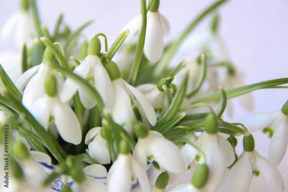Snowdrop- spring white flower. Bouquet of fresh snowdrops flowers on the white background Snowdrop- spring white flower. Bouquet of fresh snowdrops flowers on the white background