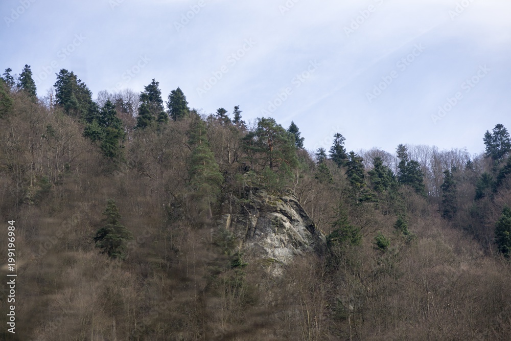Magic trees and paths in the forest. Slovakia