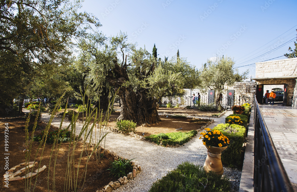 JERUSALEM, ISRAEL-OCTOBER 5, 2017: The Garden of Gethsemane on the Mount of Olives in Jerusalem, Israel.