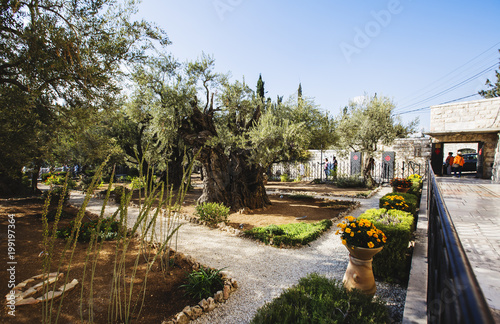 JERUSALEM, ISRAEL-OCTOBER 5, 2017: The Garden of Gethsemane on the Mount of Olives in Jerusalem, Israel. photo