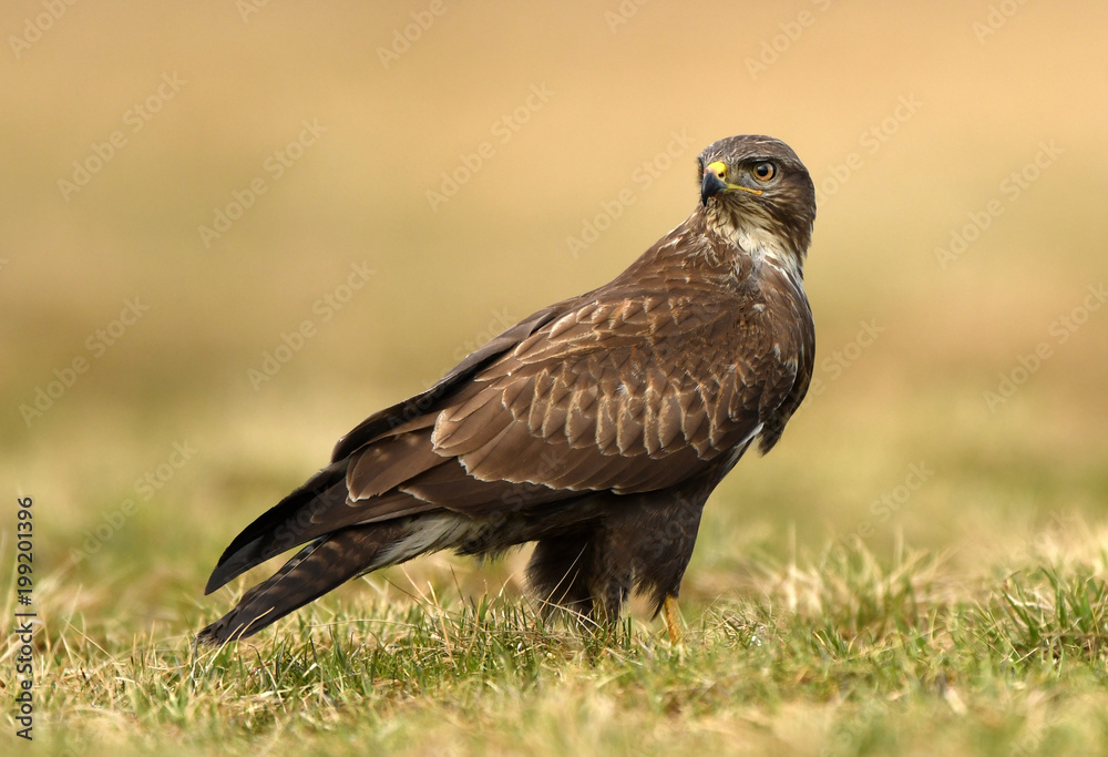 Common buzzard (Buteo buteo) Common buzzard (Buteo buteo)