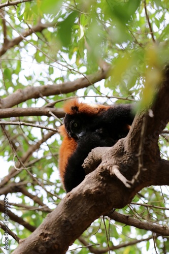 lemur