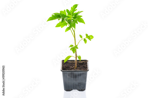 Young tomato seedling plant in a pot isolated on a white background. Gardening. farming and spring concept.