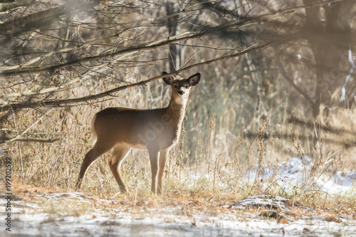 whitetail deer in winter