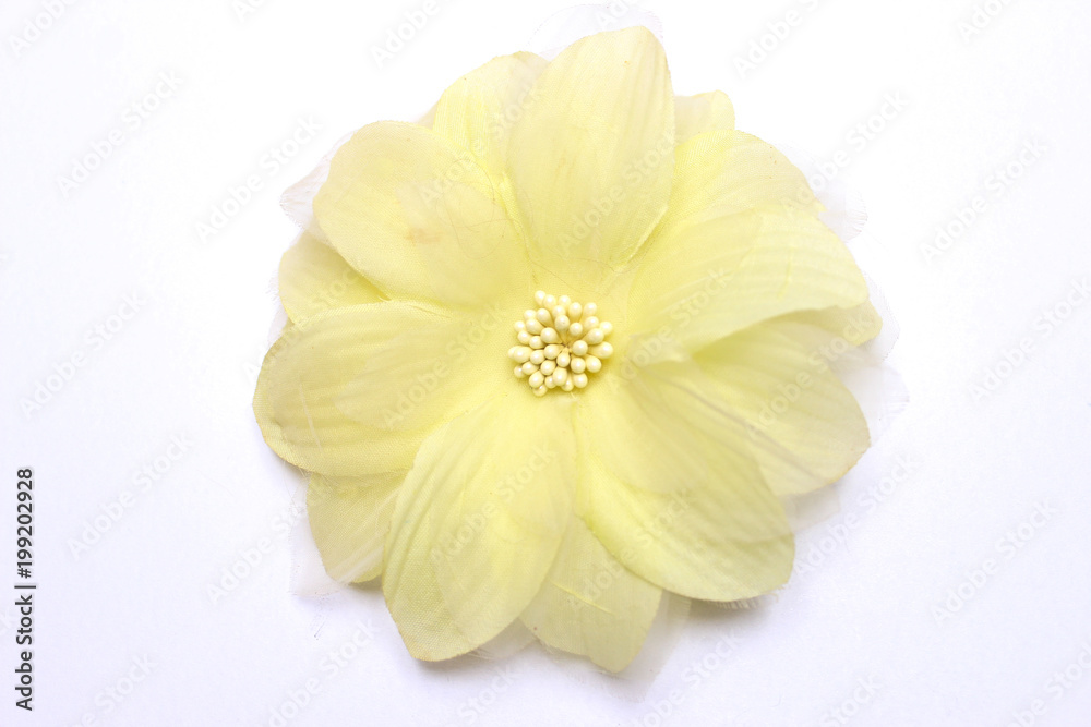 Yellow flower on a white background