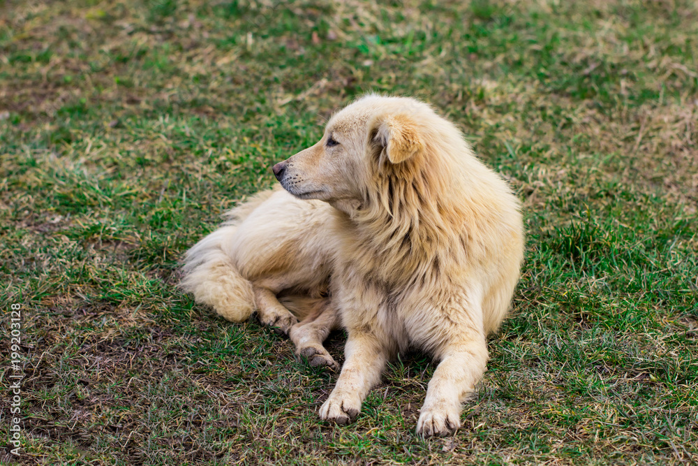 Fototapeta premium stray white dog lies on the green grass