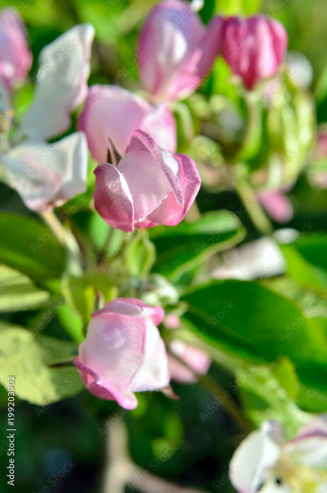 Young apple-tree flowers in the spring garden Young apple-tree flowers in the spring garden