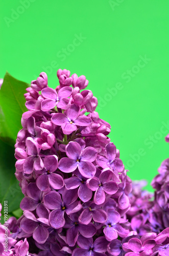 Branches of the young  blossoming lilac closeup