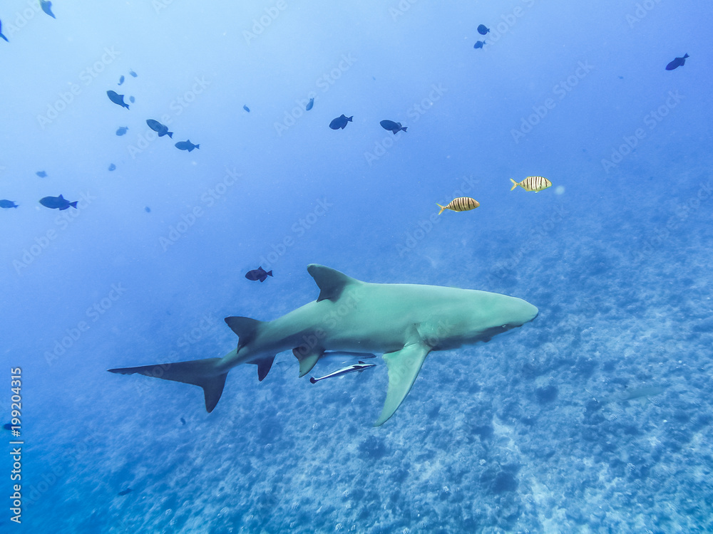 Obraz premium Sharks swimming in Bora Bora Island in French Polynesia during snorkeling on this island paradise and turquoise blue water. Pacific Ocean.