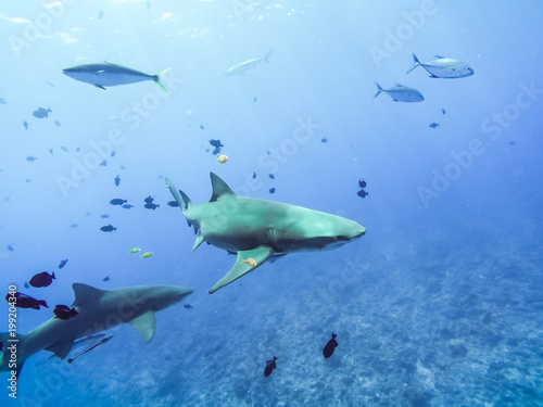 Sharks swimming in Bora Bora Island in French Polynesia during snorkeling on this island paradise and turquoise blue water. Pacific Ocean.