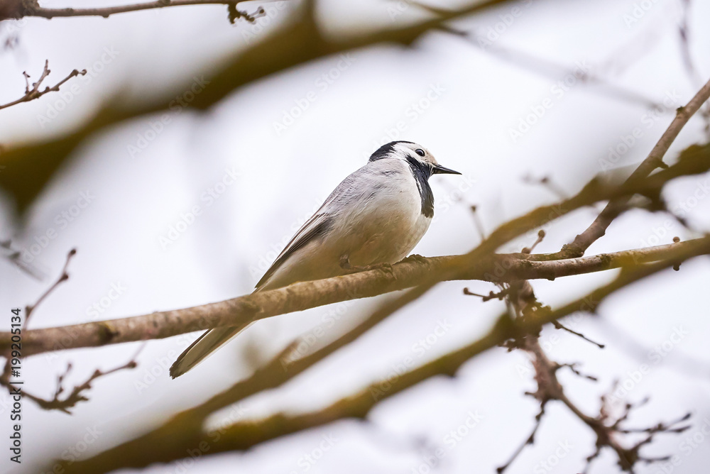 White wagtail (Motacilla alba) sitting on a branch White wagtail (Motacilla alba) sitting on a branch
