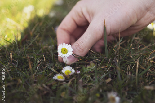 Girl hand holds daisy flower