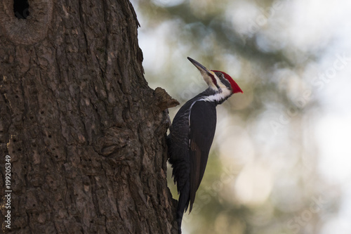 pileated woodpecker winter 
