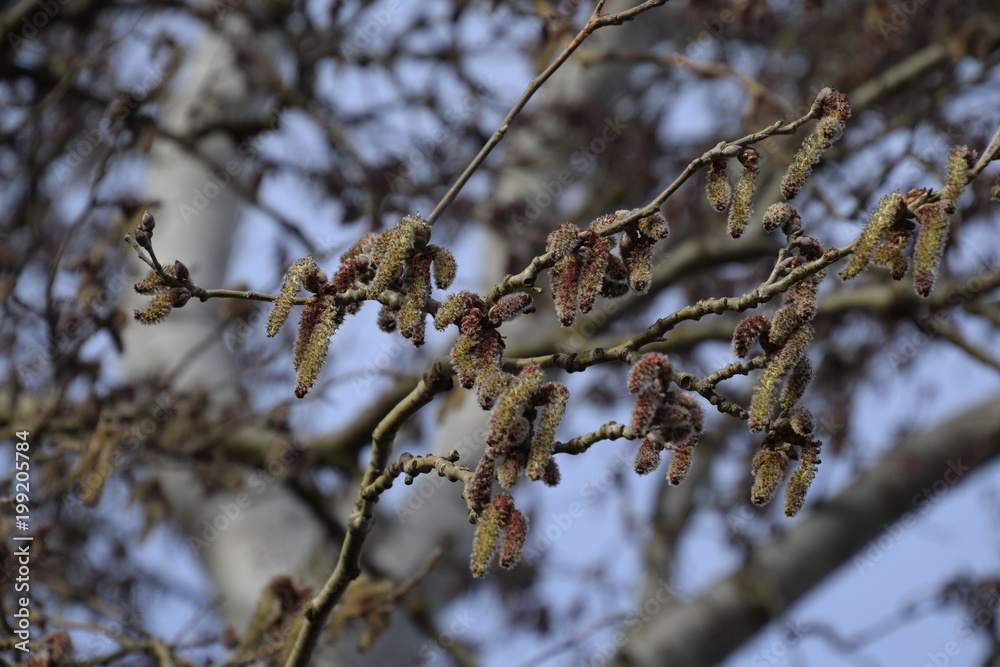 Blooming silver poplar. Silver poplar tree in spring. Poplar Blooming silver poplar. Silver poplar tree in spring. Poplar