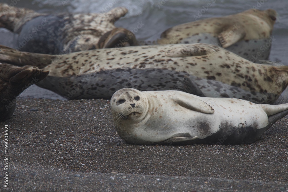 Fototapeta premium Goat Rock Beach - Sonoma County, California. Each spring a large sand spit builds up in Jenner, right at the mouth of the Russian River. Seals love hanging out at the Pacific Coast beaches.