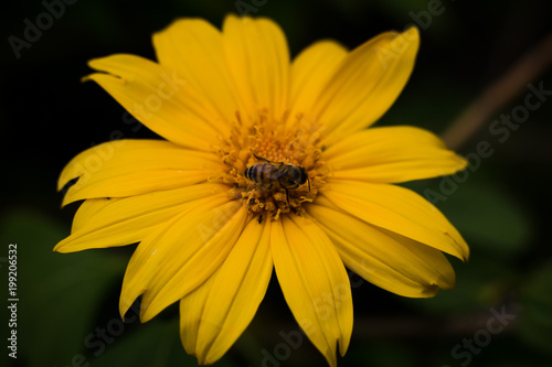 Busy Bee