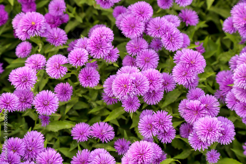 purple Chrysanthemum  Italian Aster