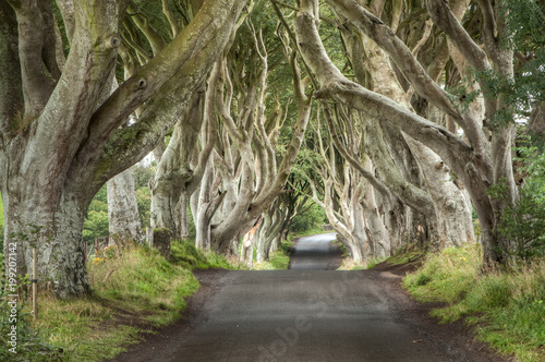 Fototapeta Naklejka Na Ścianę i Meble -  The Dark Hedges one of the most beautiful streets of Ireland with a spectacular tree-lined vilale created to amaze Northern Ireland uk