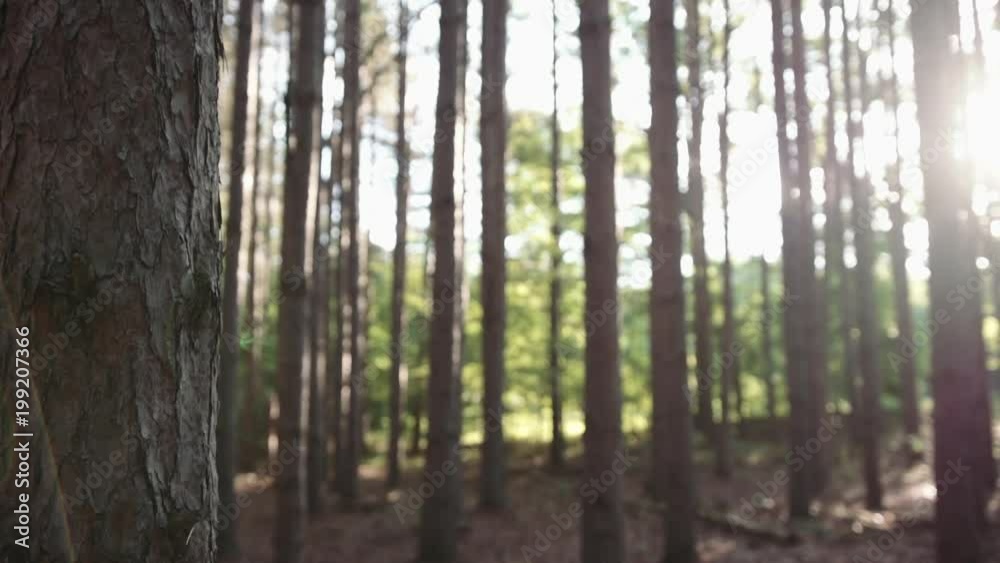 Timelapse slider shot of sunrise in pine tree forest. Taken in the spring of 2017. Shots of nature during twilight. Timelapse slider shot of sunrise in pine tree forest. Taken in the spring of 2017. Shots of nature during twilight.