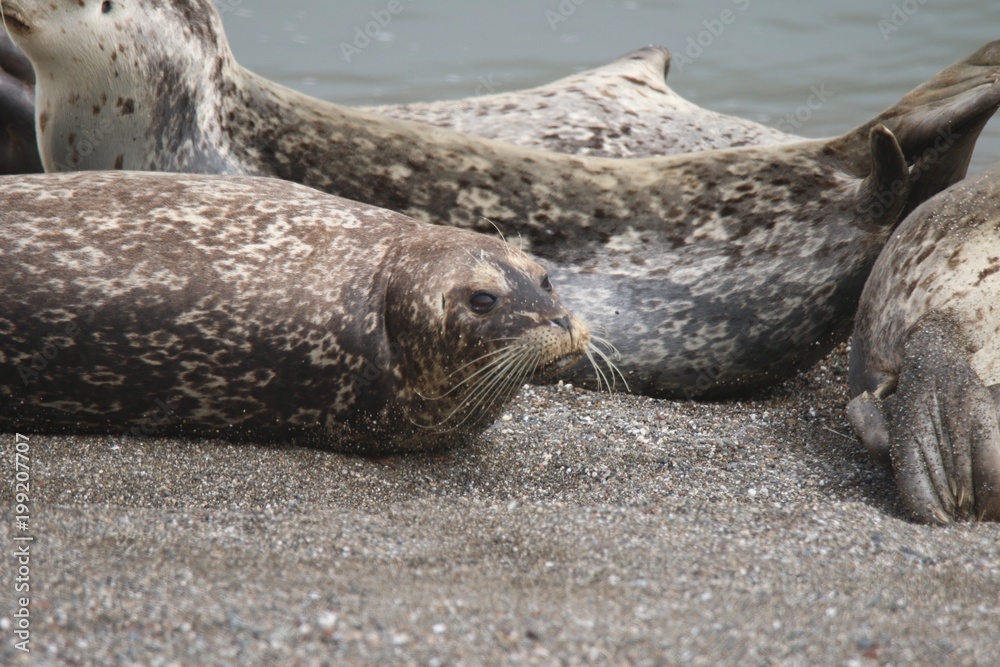 Goat Rock Beach Sonoma County, California. Each spring a large sand