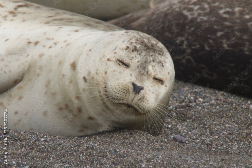 Fototapeta premium Goat Rock Beach - Sonoma County, California. Each spring a large sand spit builds up in Jenner, right at the mouth of the Russian River. Seals love hanging out at the Pacific Coast beaches.