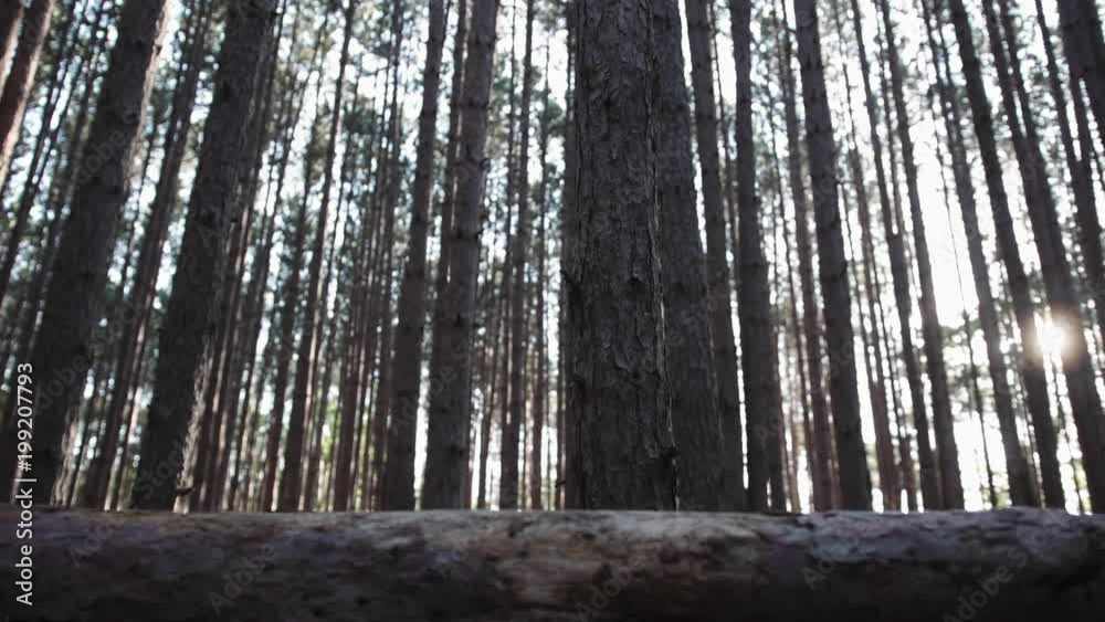 Back light slider shot of pine trees in autumn. Taken in the spring of 2017. Shots of nature during twilight. Back light slider shot of pine trees in autumn. Taken in the spring of 2017. Shots of nature during twilight.