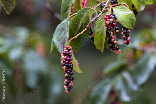  Red Black Fruit  of the Tassel Berry Tree