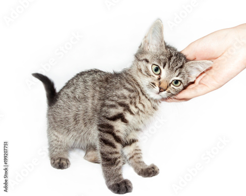 hand of a man stroking a tabby kitten