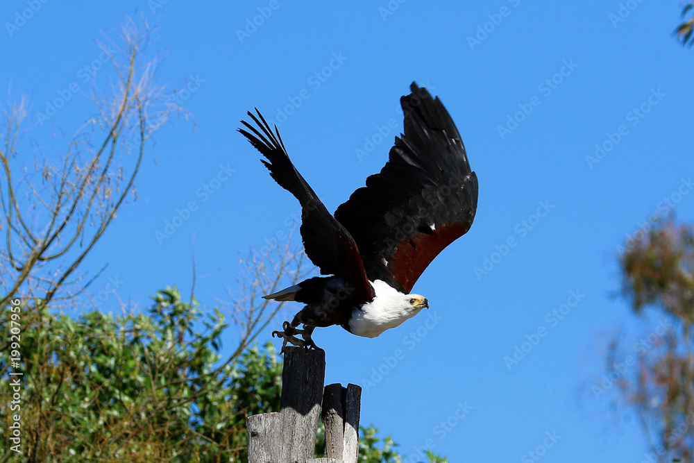 Obraz premium aguila