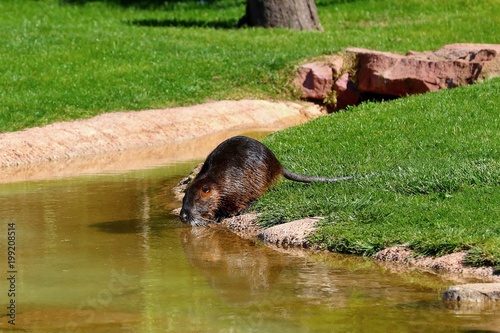 nutria photo