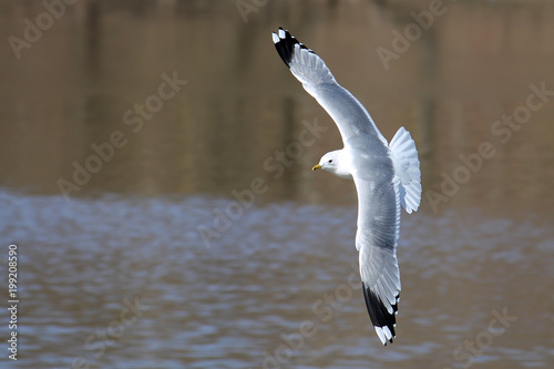 Flying common gull (Larus canus) or mew gull with spread wings. Common gull in adult summer plumage with a gray back, white head and black tips of wings
